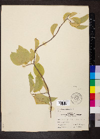 Celastrus scandens image