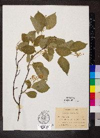 Celastrus scandens image