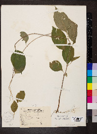 Celastrus scandens image