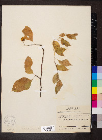 Celastrus scandens image