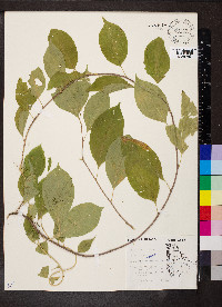 Celastrus scandens image