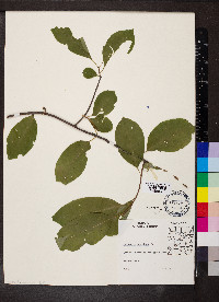 Celastrus scandens image