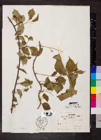 Celastrus scandens image