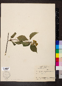 Celastrus scandens image