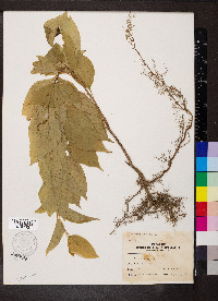 Celastrus scandens image