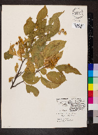Celastrus orbiculatus image