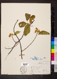 Celastrus scandens image