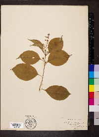 Celastrus scandens image