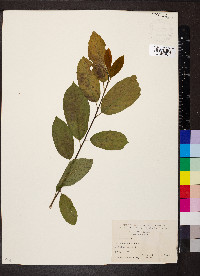 Celastrus scandens image