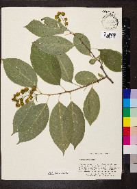 Celastrus scandens image