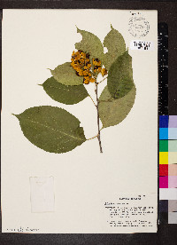 Celastrus scandens image