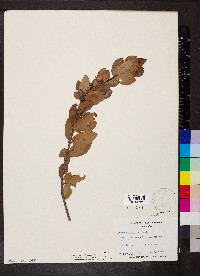 Elaeodendron xylocarpum image