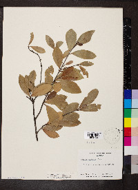 Elaeodendron xylocarpum image