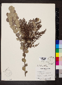 Elaeodendron xylocarpum image