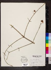 Euonymus atropurpureus image