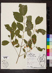 Euonymus atropurpureus image