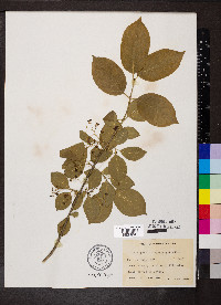 Euonymus atropurpureus image