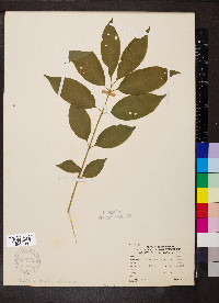 Euonymus atropurpureus image