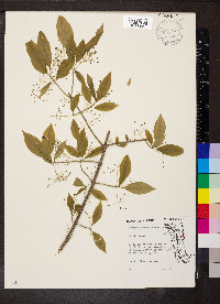 Euonymus atropurpureus image