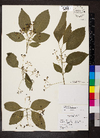 Euonymus atropurpureus image