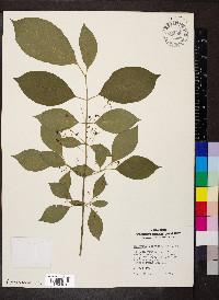 Euonymus atropurpureus image