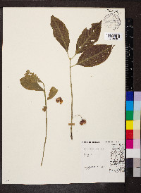 Euonymus atropurpureus image