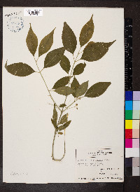 Euonymus atropurpureus image