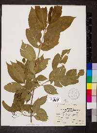 Euonymus atropurpureus image