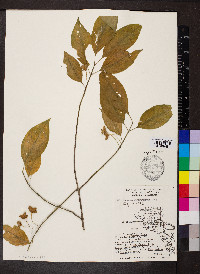 Euonymus atropurpureus image