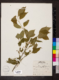 Euonymus atropurpureus image