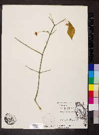 Euonymus atropurpureus image