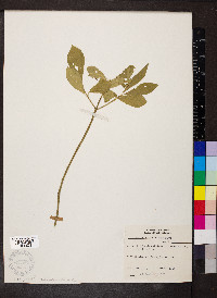 Euonymus obovatus image