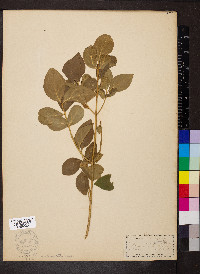 Euonymus obovatus image