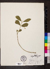 Euonymus obovatus image