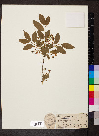 Euonymus europaeus image