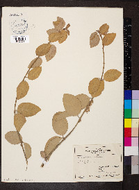 Euonymus fortunei image