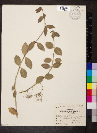 Euonymus fortunei image