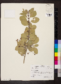 Euonymus japonicus image