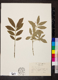 Euonymus obovatus image