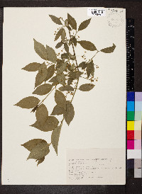 Euonymus europaeus image