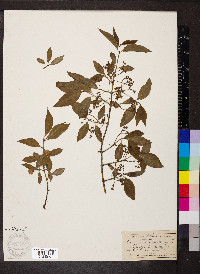 Euonymus europaeus image