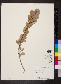 Gyminda latifolia image