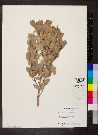 Gyminda latifolia image