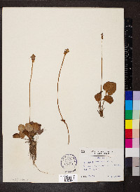 Parnassia asarifolia image