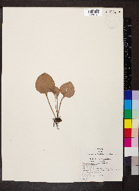 Parnassia caroliniana image