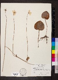 Parnassia caroliniana image