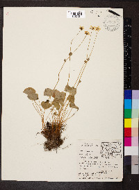 Parnassia fimbriata image