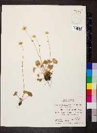 Parnassia fimbriata image