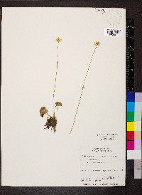 Parnassia fimbriata image