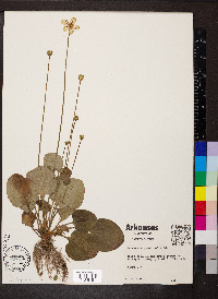 Parnassia grandifolia image